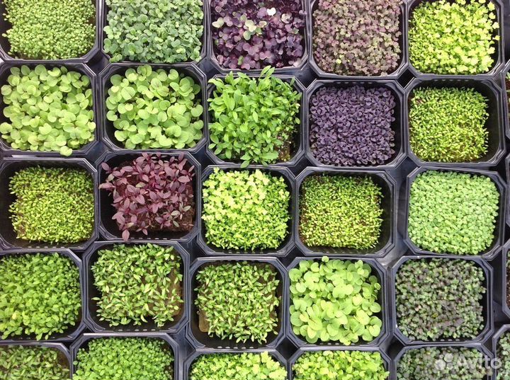 Микрозелень семена