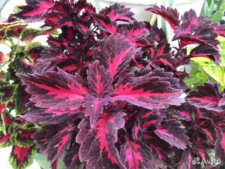 Колеусы укорененные, разных расцветок