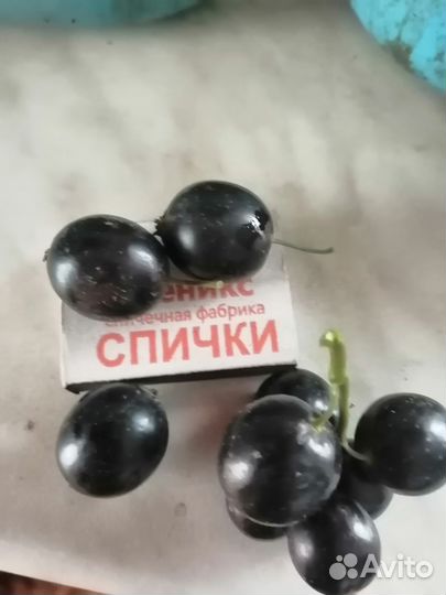 Саженецы смородины