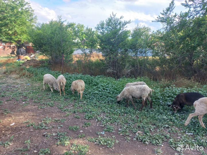 Овцы бараны