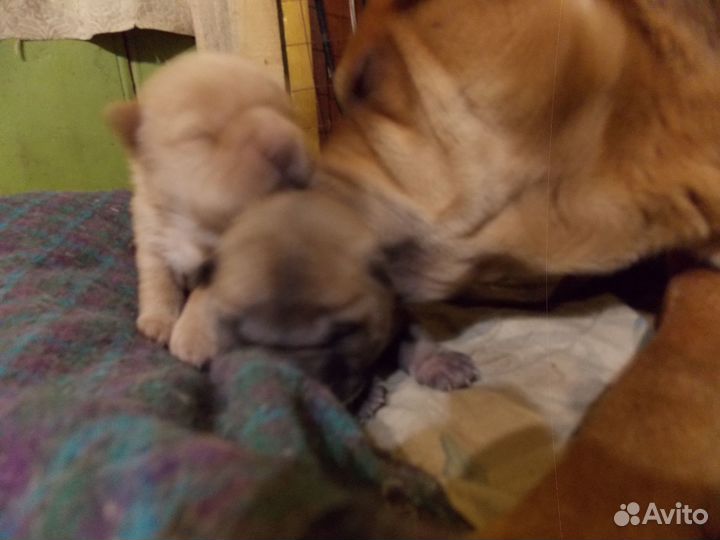 Продажа собак щенков