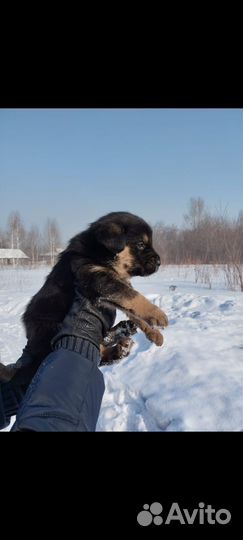 Очаровательная девочка в добрые руки