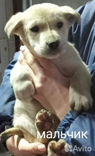 Щенок мальчик