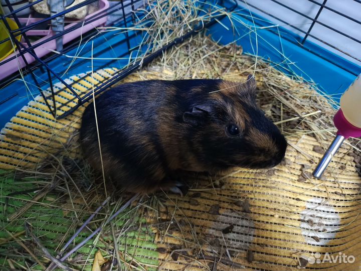 Морская свинка с клеткой
