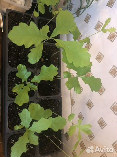 Саженцы дубов