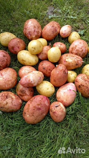 Помидоры и Картофель молодой