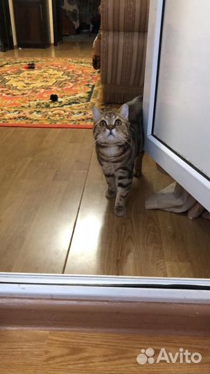 Британский кот вязка
