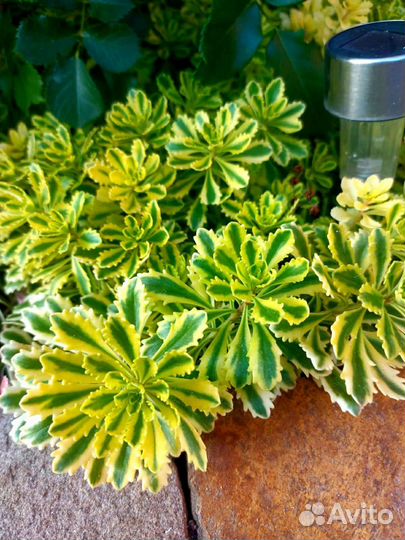 Седум очиток почвопокровник