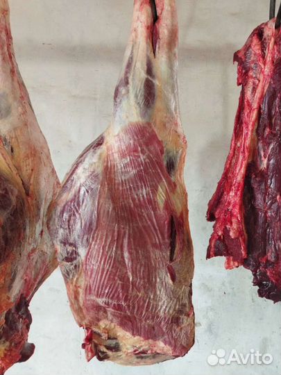 Продаю мясо говядина, конина, баранина