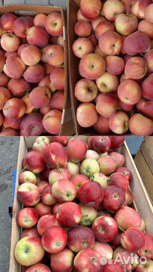 Яблоки флорина, моди