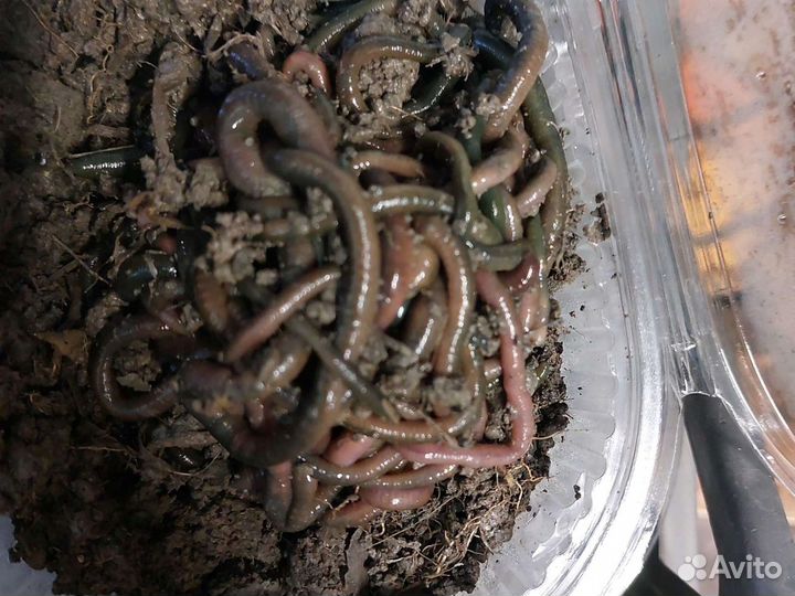 Черви зеленые