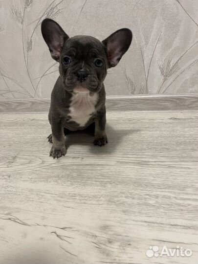 Французский бульдог щенки лиловые