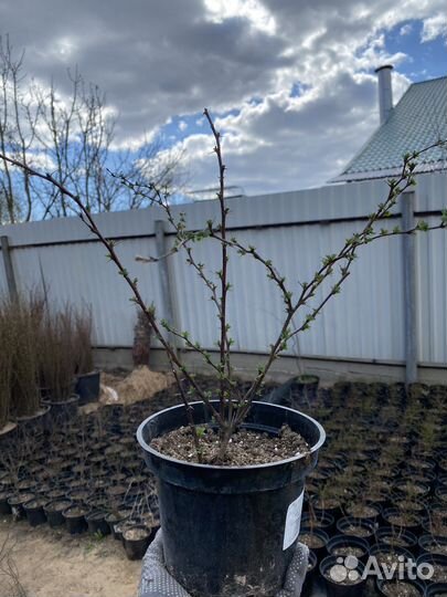 Барбарис тунберга