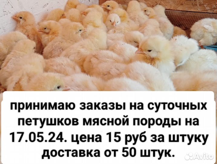 Цыпленок