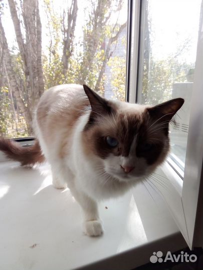 Кошка в дар