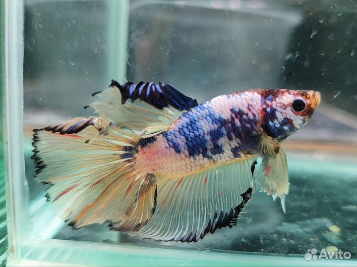 Рыбка петушок самец