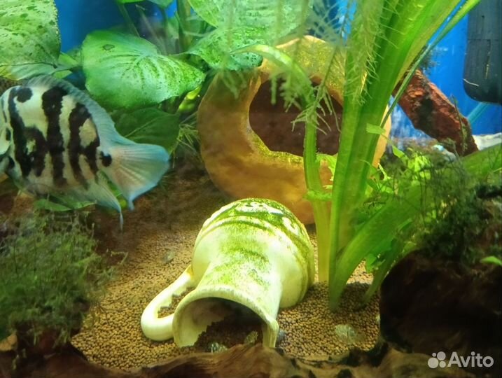 Рыбка сапфировый попугай мальки