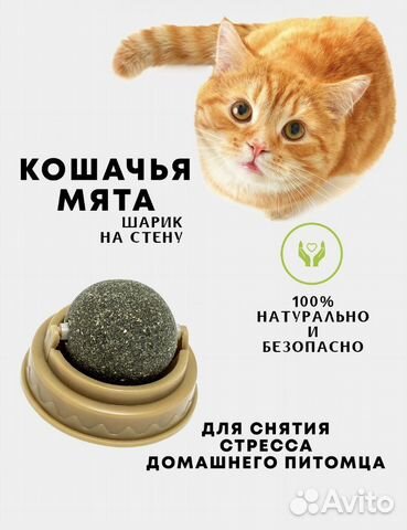 Кошачья мята