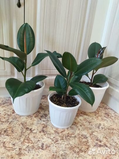 Фикус каучуконосный