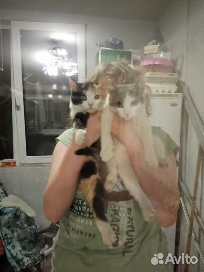 Котята в добрые руки