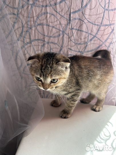 Отдам шотландского котенка