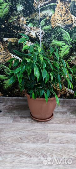 Фикус бенджамина большой и поменьше