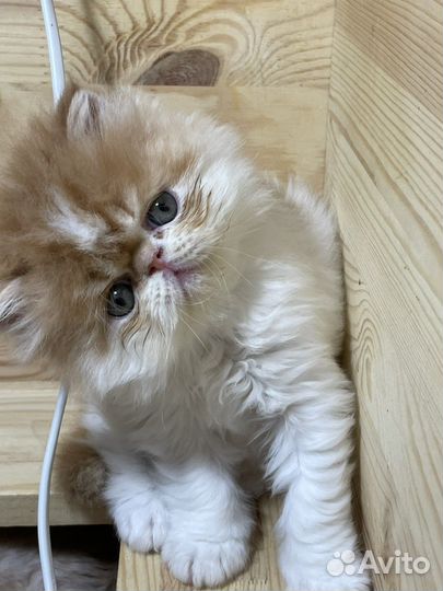 Котята (девочки) перс и экзот