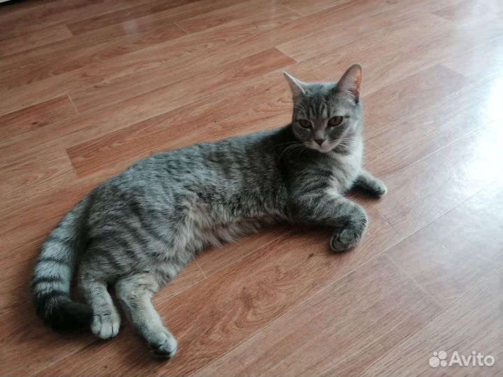Отдам кошку