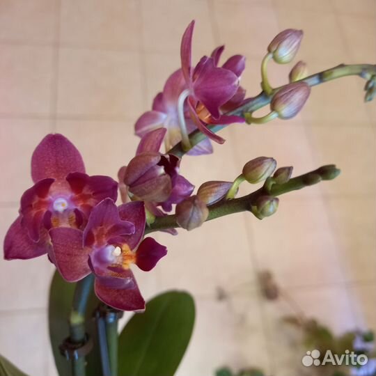 Орхидея фаленопсис мини бабочка, пелор