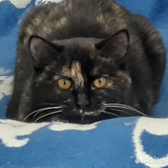 Кошка в дар бесплатно