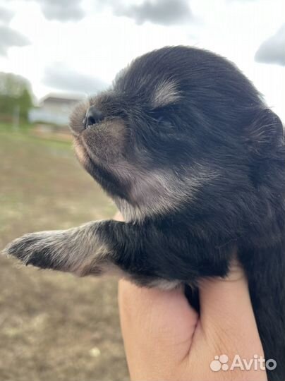 Щенки шпица