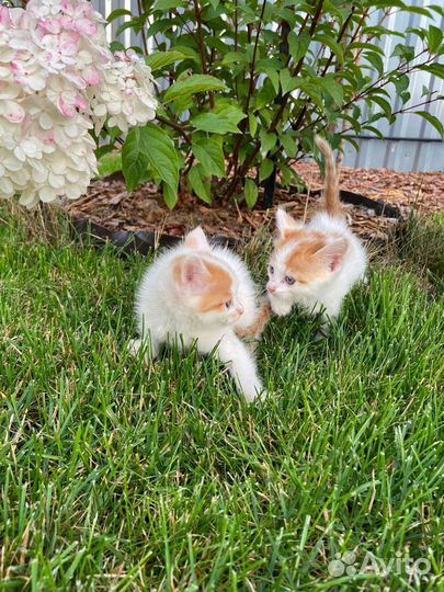 Котята