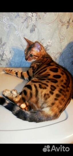 Бенгальская кошка