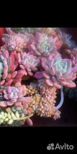 Суккуленты в ассортименте