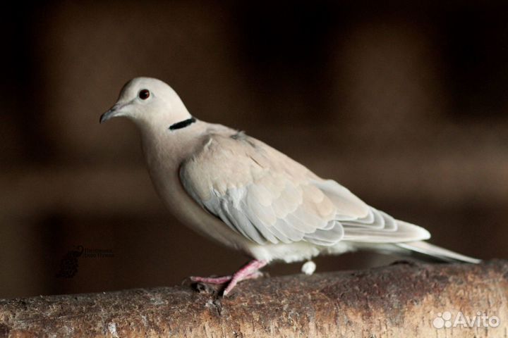 Птенцы Египетской горлицы