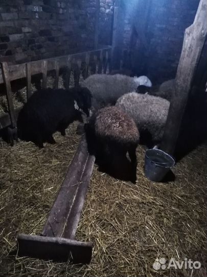 Овцы бараны