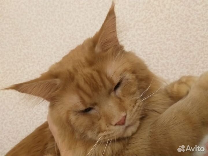 Кот Мэйн - кун для вязки