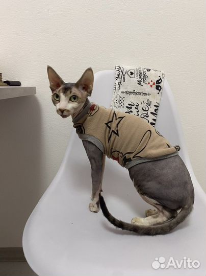 Кошка сфинкс