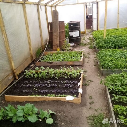 Продам рассаду помидор, перца, капусты, базелик