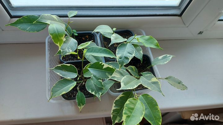 Комнатные растения аихризон (дерево любви) и др