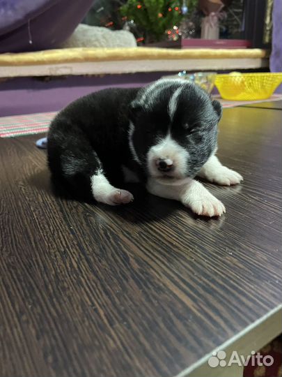 Щенок лайки