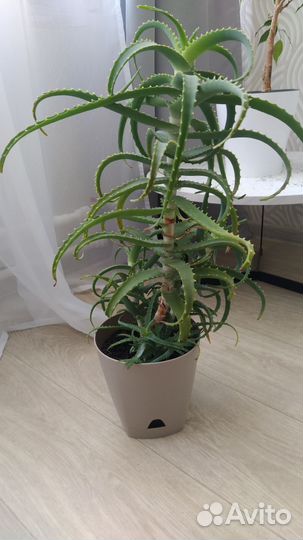 Алоэ лечебный