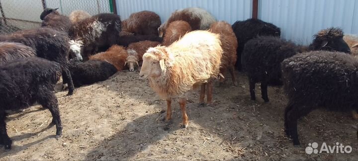 Овцы бараны ягнята