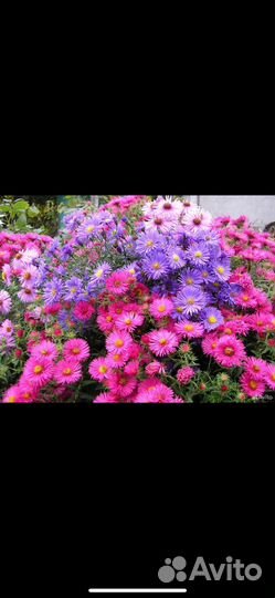 Хризантемы и сентябрины