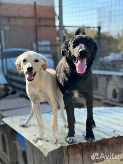 Отдам в добрые руки