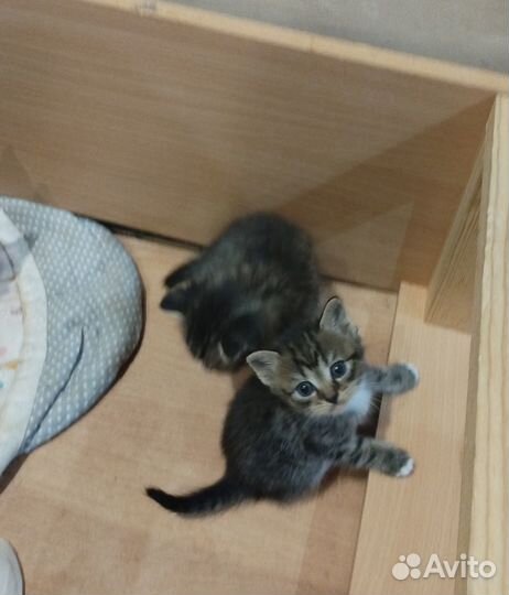 Котята за символ.плату