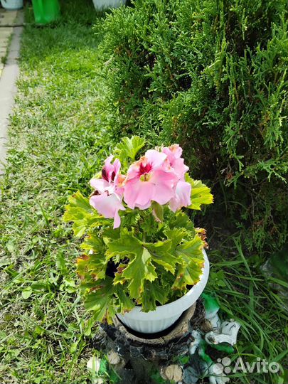 Герань, фиалка