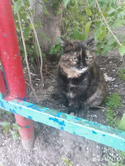 Кошечка пеструшка