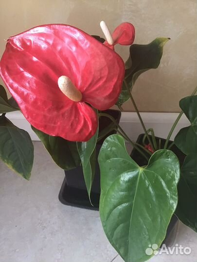 Комнатные цветы Антуриум