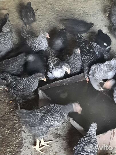 Цыплята плимутрок